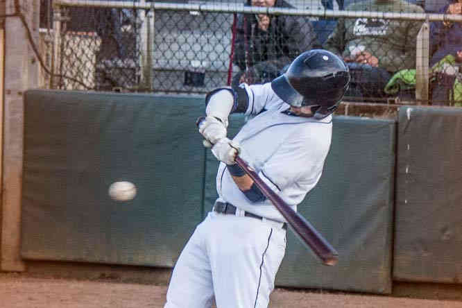 Birch adult wood baseball bats